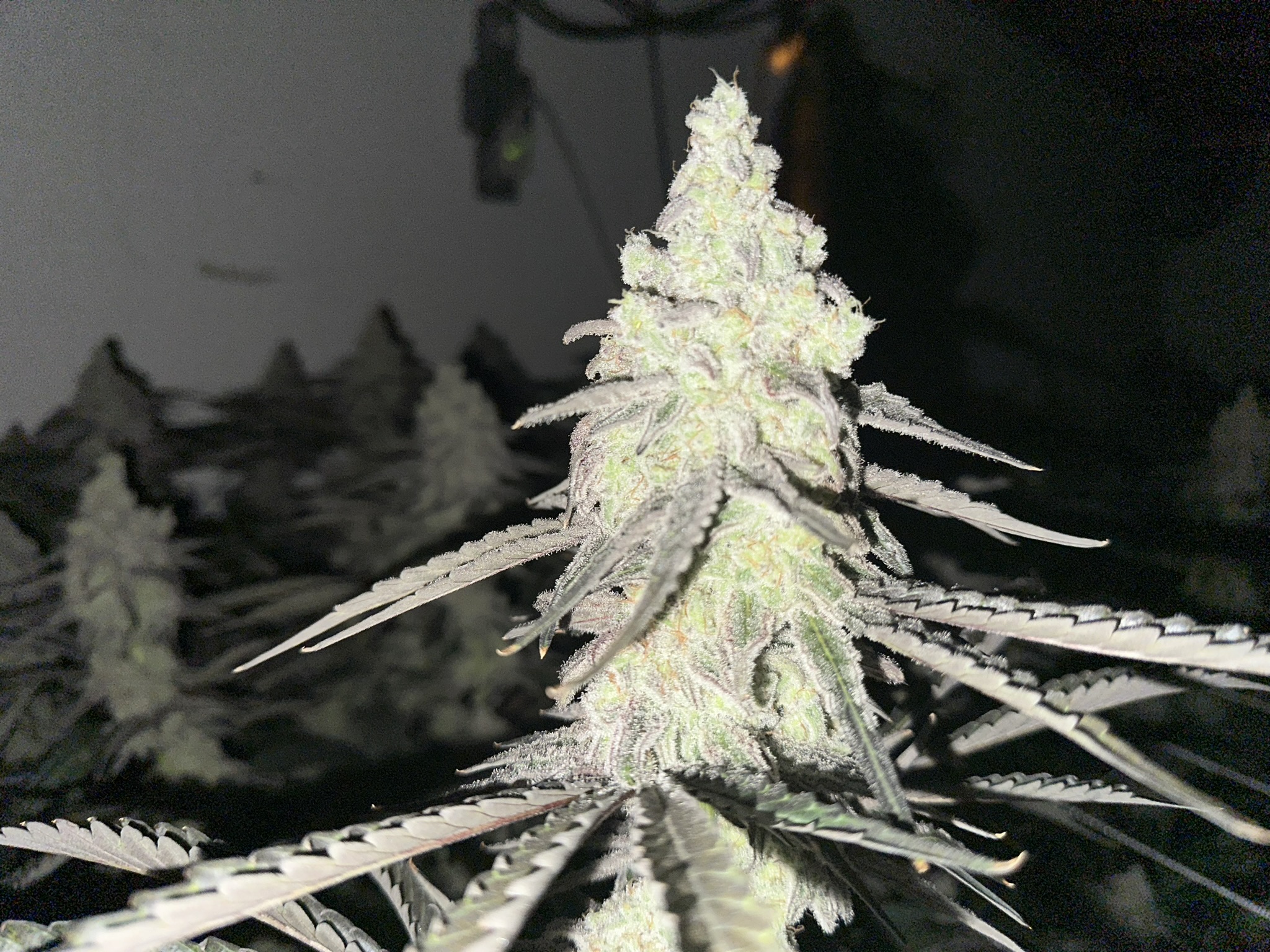 Apple Fritter